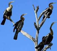 Anhinga