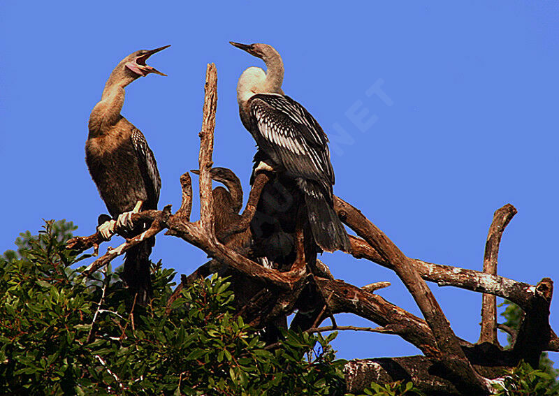 Anhinga