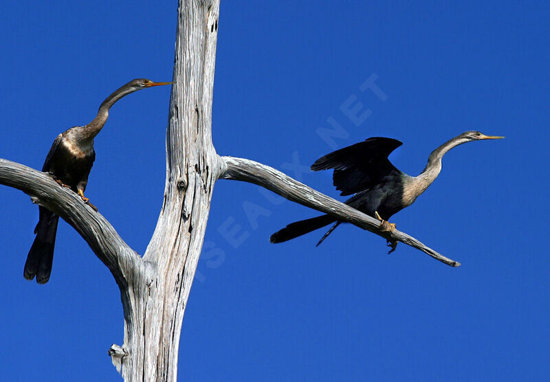 Anhinga