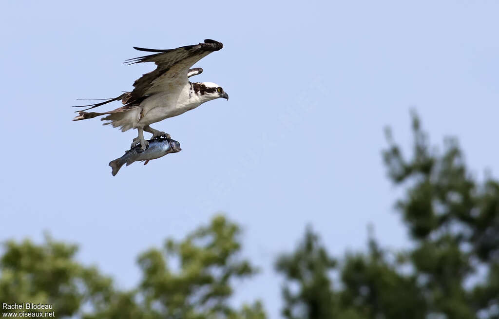 Balbuzard pêcheuradulte, Vol, régime, Comportement