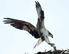 Western Osprey