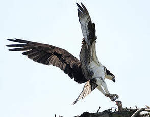 Balbuzard pêcheur