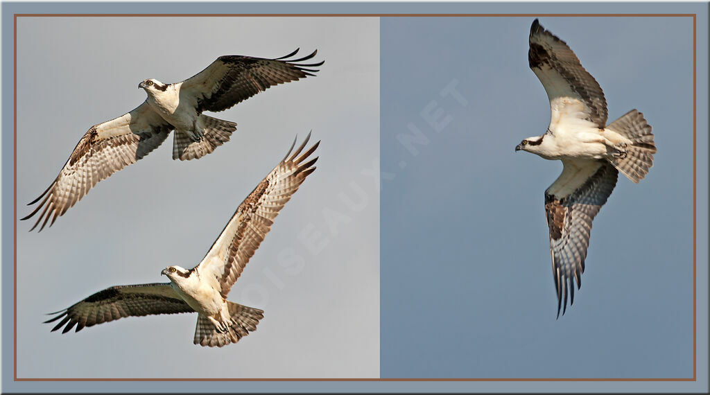 Western Osprey