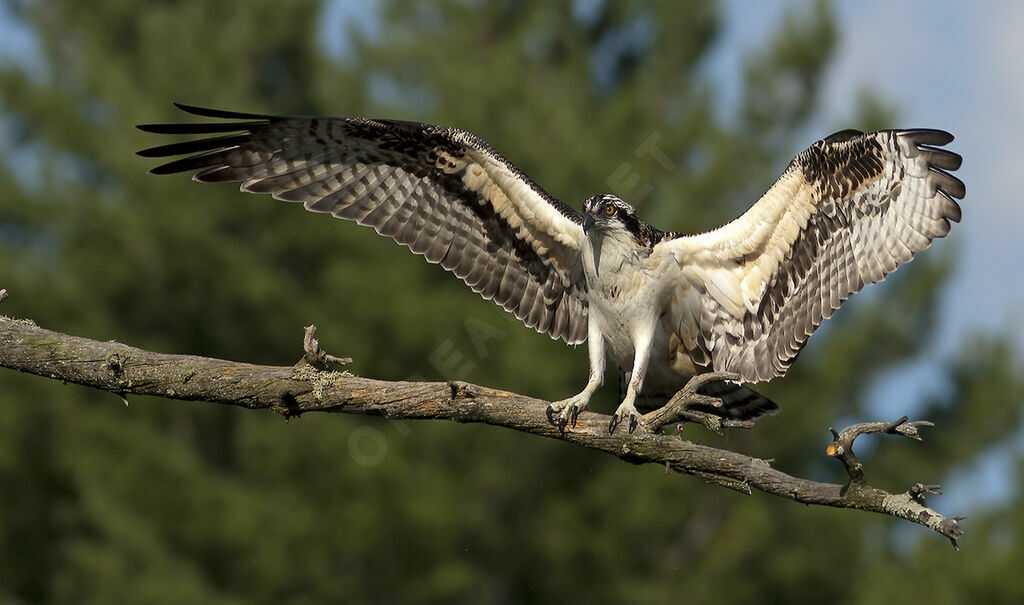 Ospreyjuvenile, identification, Behaviour