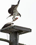 Western Osprey