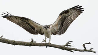 Western Osprey