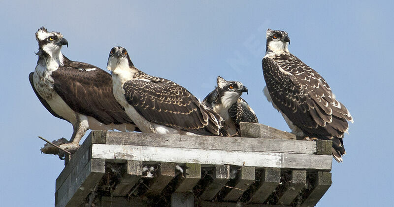 Ospreyjuvenile, identification, Reproduction-nesting, Behaviour