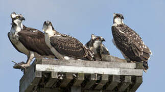 Western Osprey