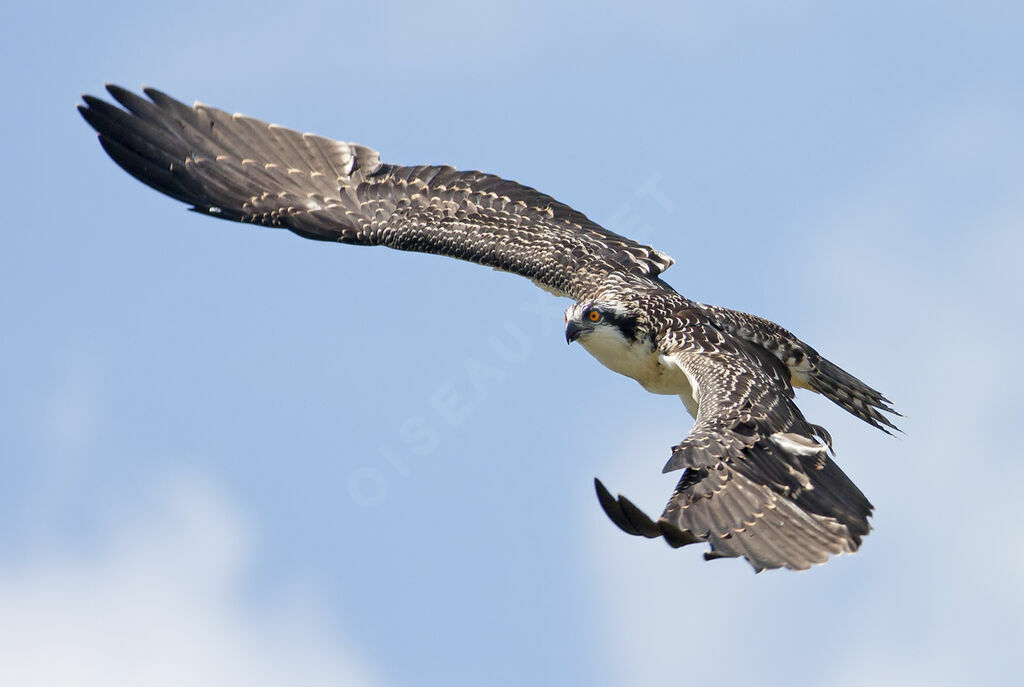 Western OspreyFirst year, identification, Flight, Behaviour