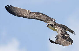 Western Osprey