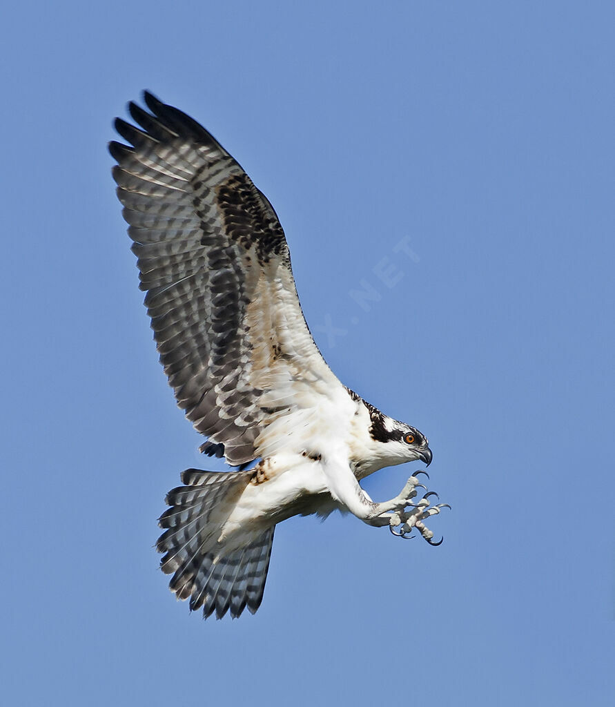 OspreyFirst year, identification, Flight, Behaviour