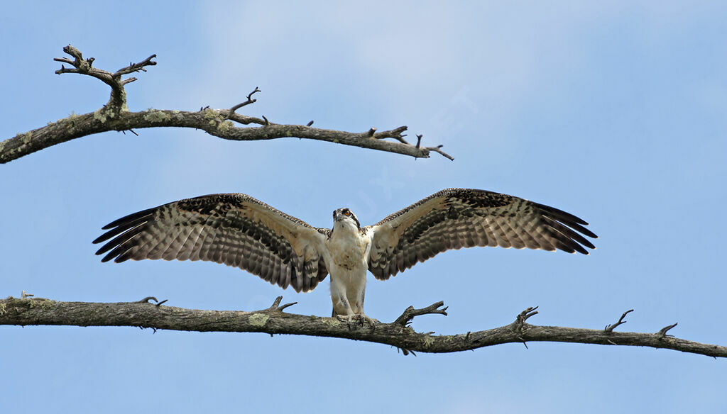 OspreyFirst year, identification, Flight, Behaviour