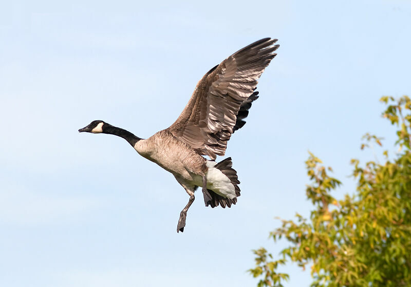 Canada Goose