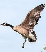 Canada Goose