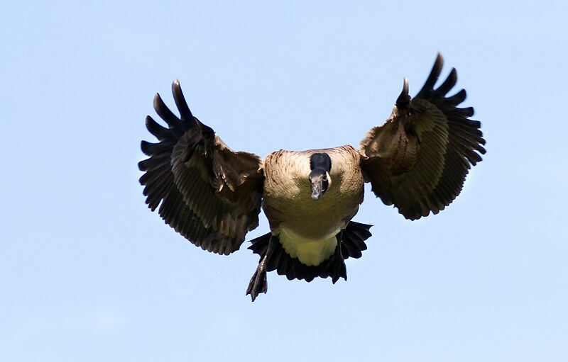 Canada Goose