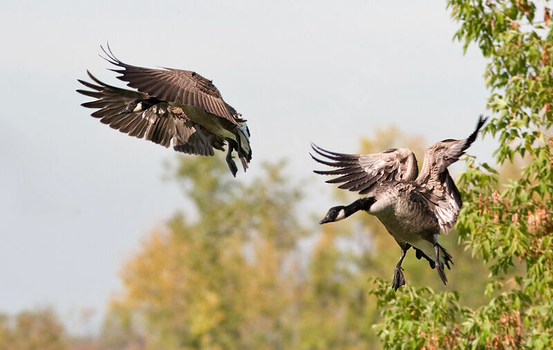 Canada Goose