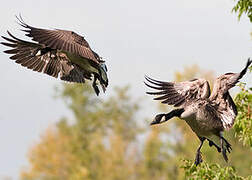 Canada Goose