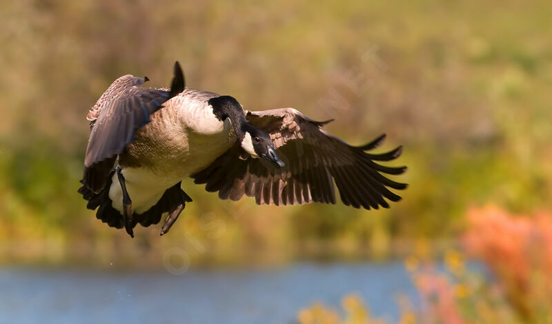 Canada Goose