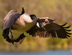 Canada Goose