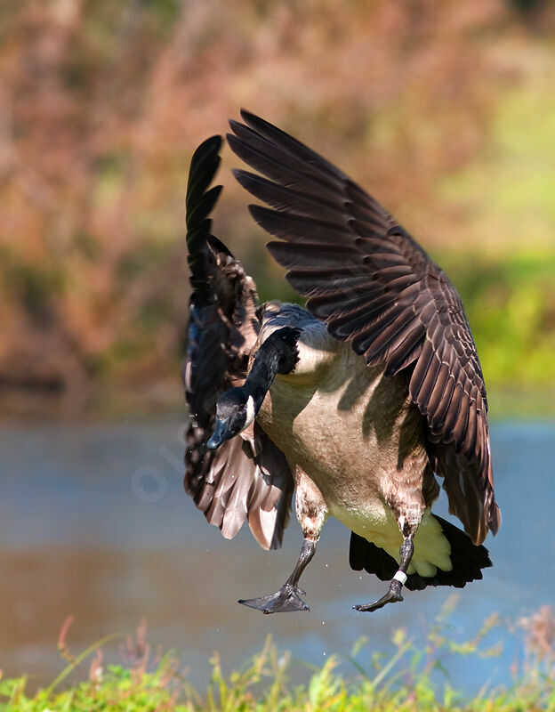 Canada Goose