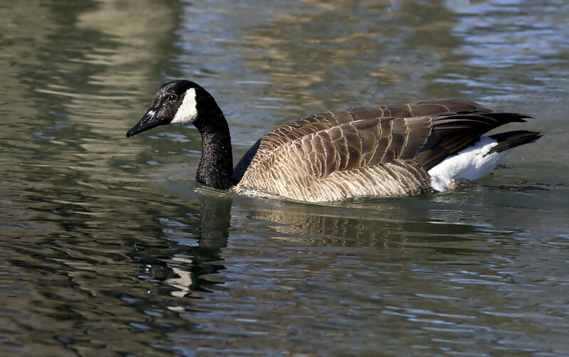 Canada Gooseadult, identification, Behaviour