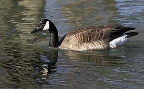 Canada Goose