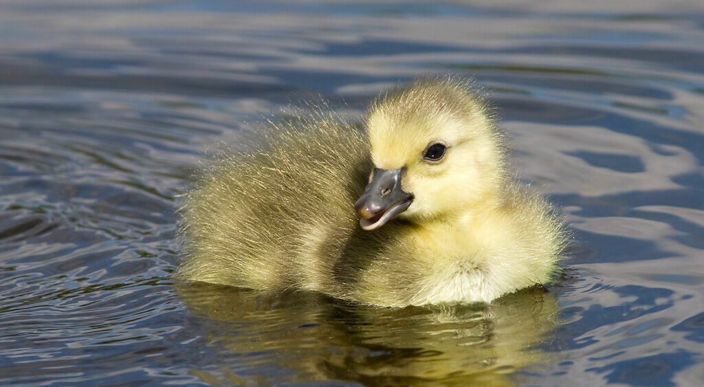 Canada GooseFirst year, identification