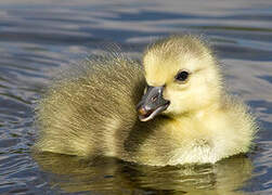 Canada Goose