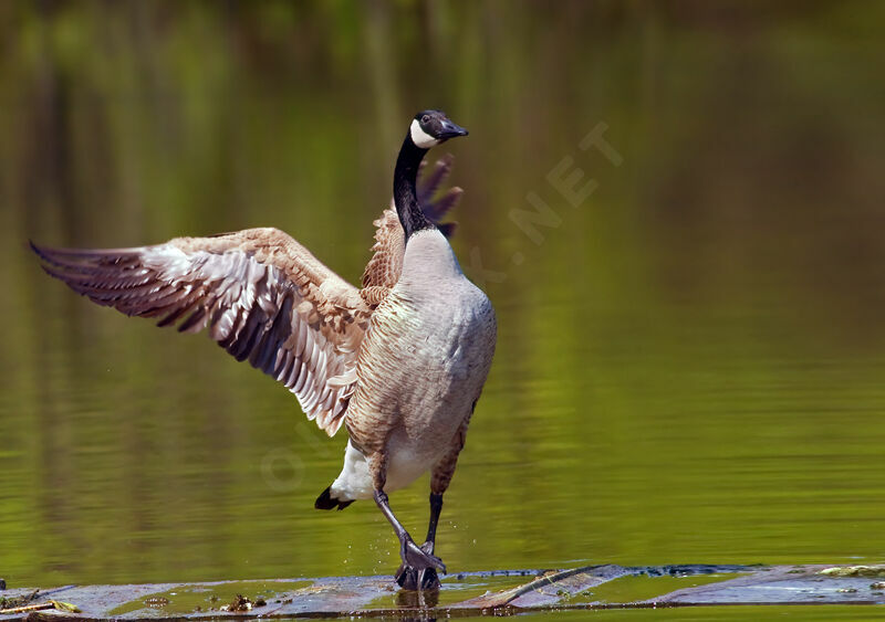 Canada Gooseadult, identification, Behaviour