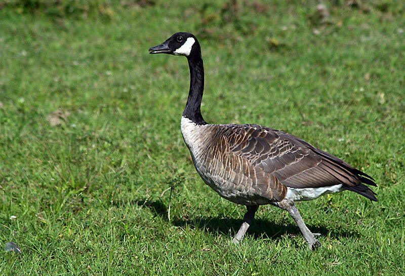 Canada Goose