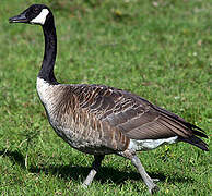 Canada Goose