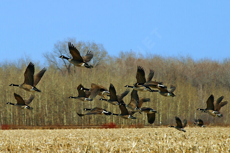 Canada Goose