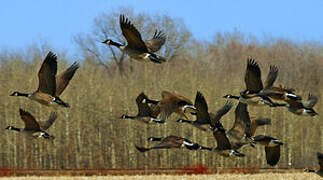 Canada Goose