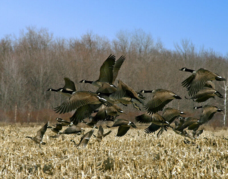 Canada Goose