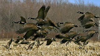 Canada Goose