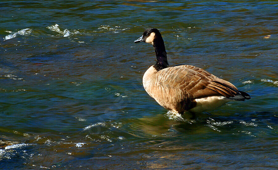 Canada Goose