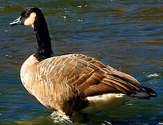 Canada Goose