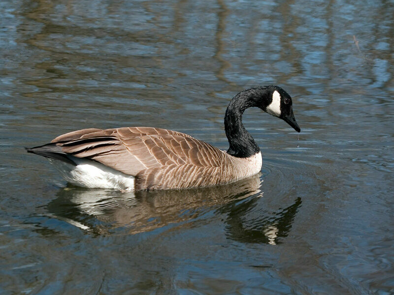 Canada Goose