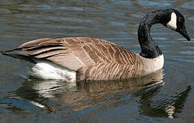 Canada Goose