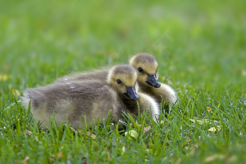 Canada GooseFirst year