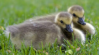 Canada Goose