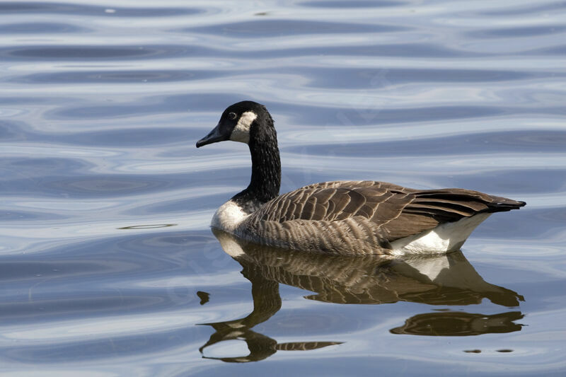 Canada Goose