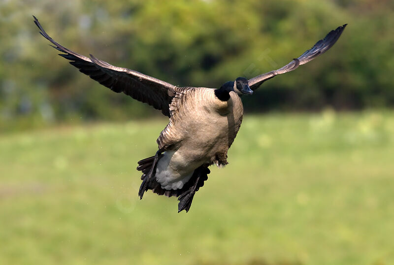 Canada Goose