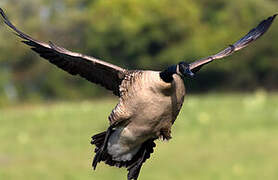 Canada Goose