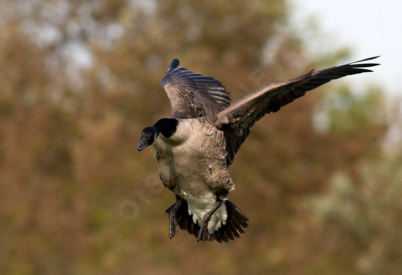 Canada Goose