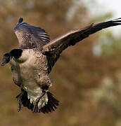 Canada Goose