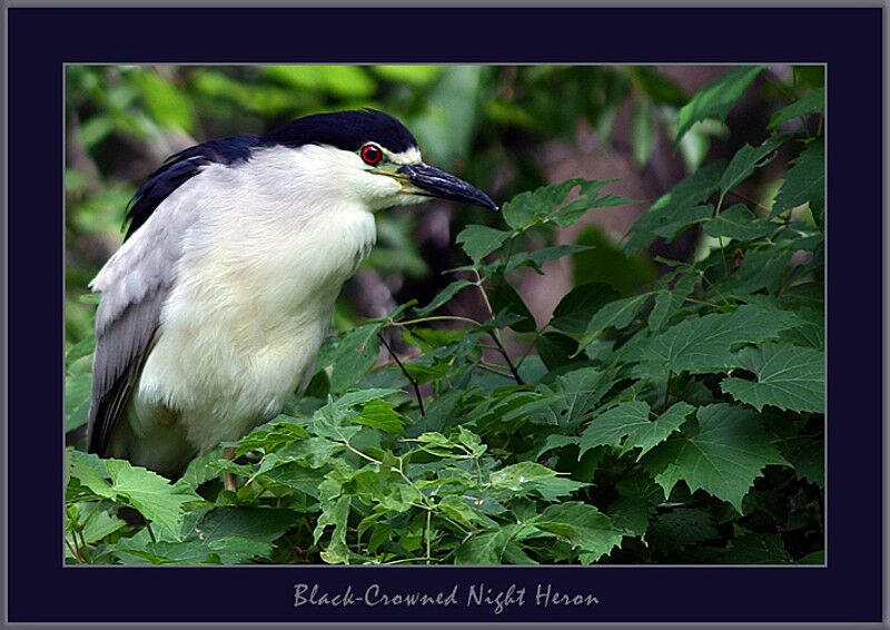 Black-crowned Night Heron