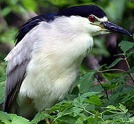 Black-crowned Night Heron