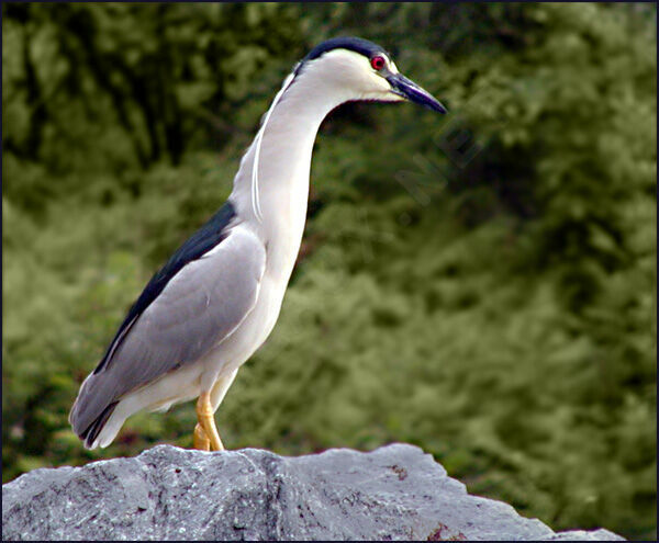 Black-crowned Night Heron