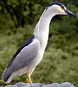 Black-crowned Night Heron